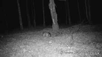 'Headless' mystery beast is caught on trail cam in the dead of night leaving the internet perplexed