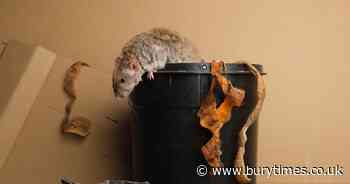 What does a rat's nest look like? Why it's not a good idea to disturb them