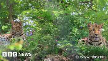 Zoo hoping for romance between rare leopards