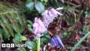 Reserve worker finds his first pink bluebell