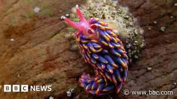 The enthusiast searching for stunning sea slugs