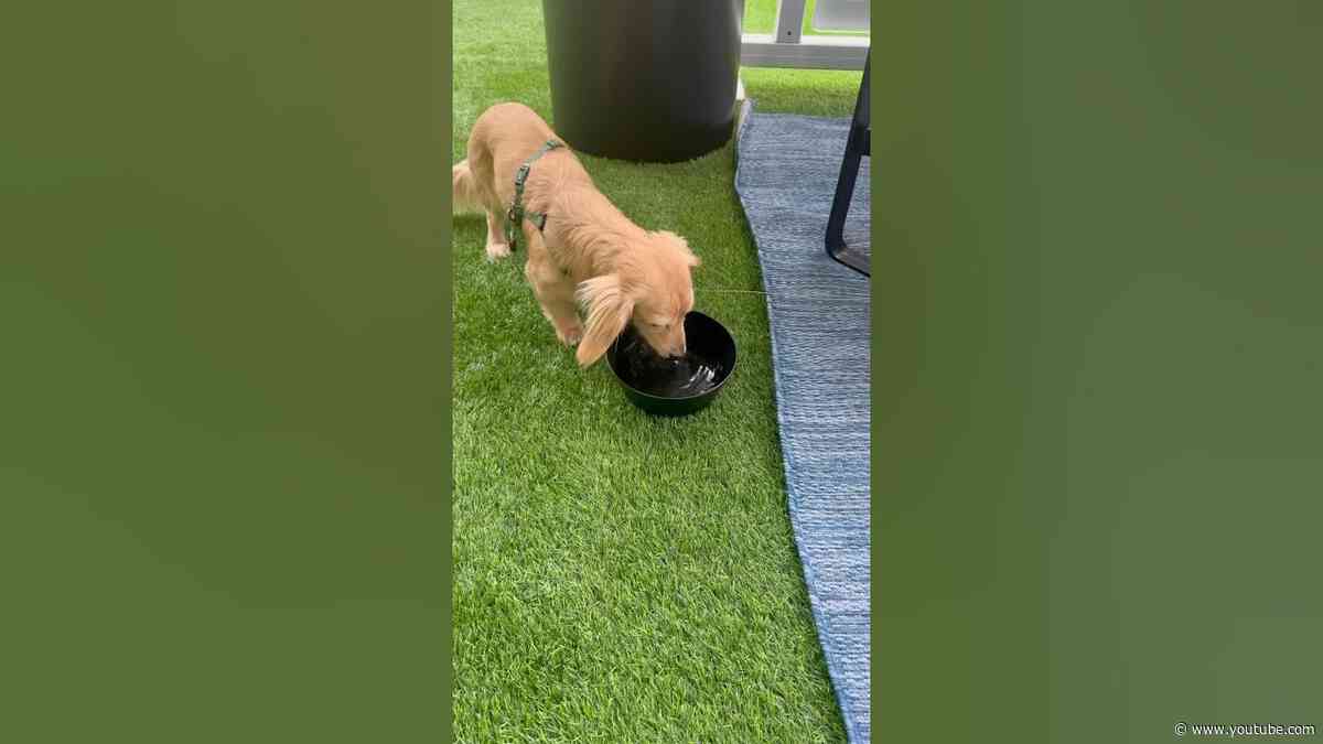 Leo Leclerc in his Williams era 💅🐶 #f1 #miamigp #leoleclerc