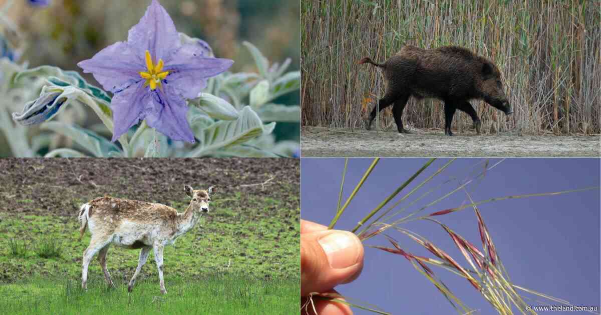 Landholders facing $30bn threat from invasives without action, report finds