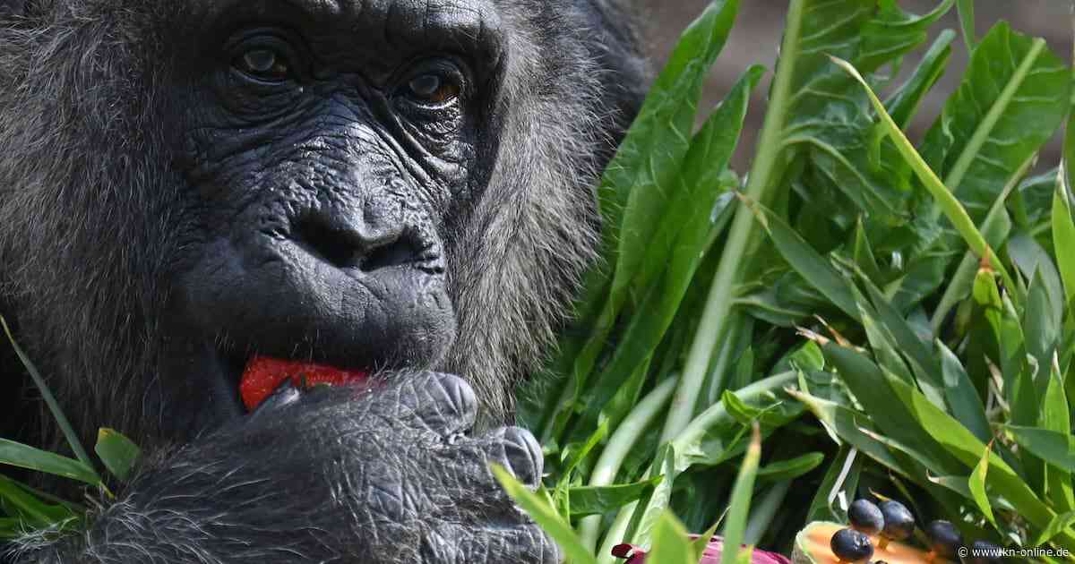 Gorilla gegen 100 Männer – wer gewinnt? Neue Internet-Obsession