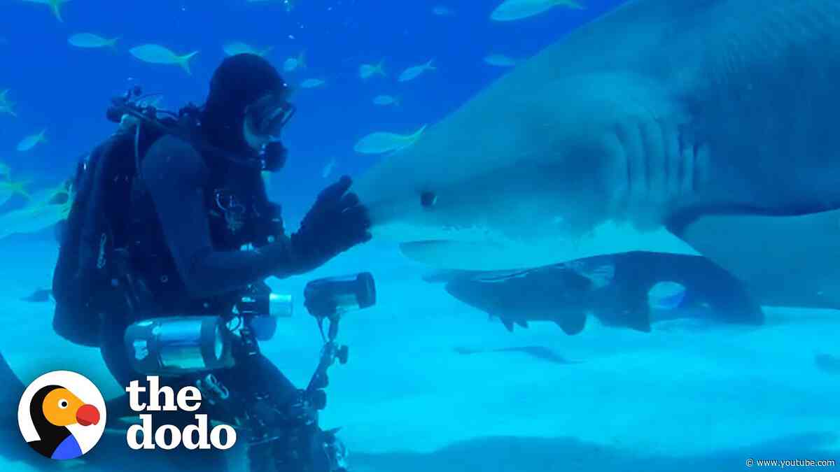 Shark Recognizes Her Human BFF After Over A Year Apart | The Dodo