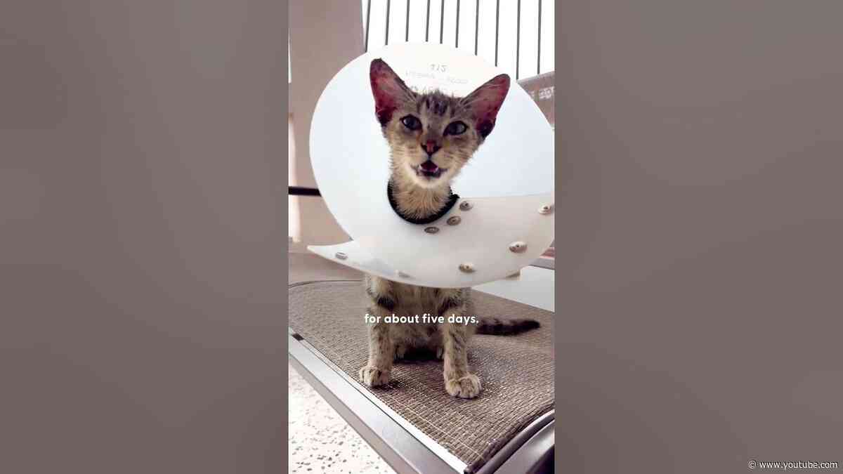 Stray Cat Jumped Into Woman's Lap During Third Inning | The Dodo