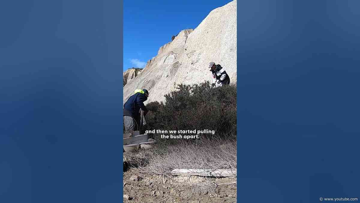 Couple Won't Give Up Trying To Catch Stray Puppy | The Dodo