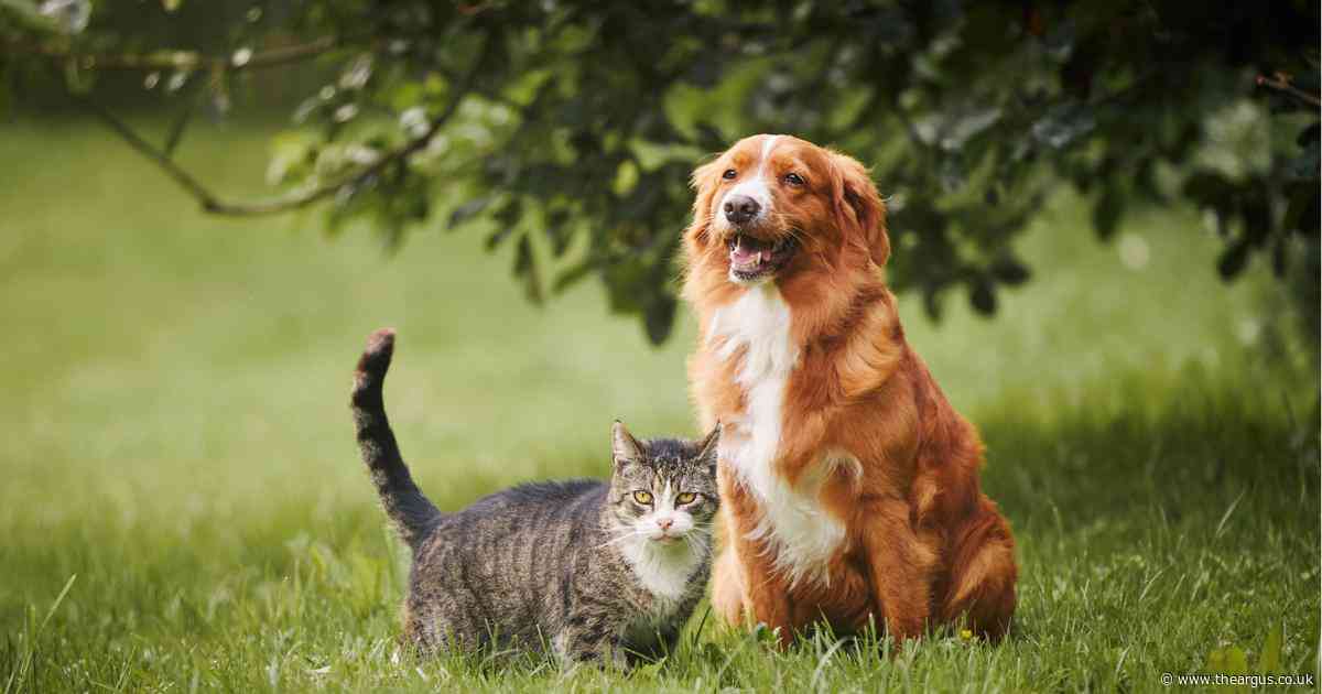 Vet issues bee sting warning to dog and cat owners - symptoms and what to do if stung