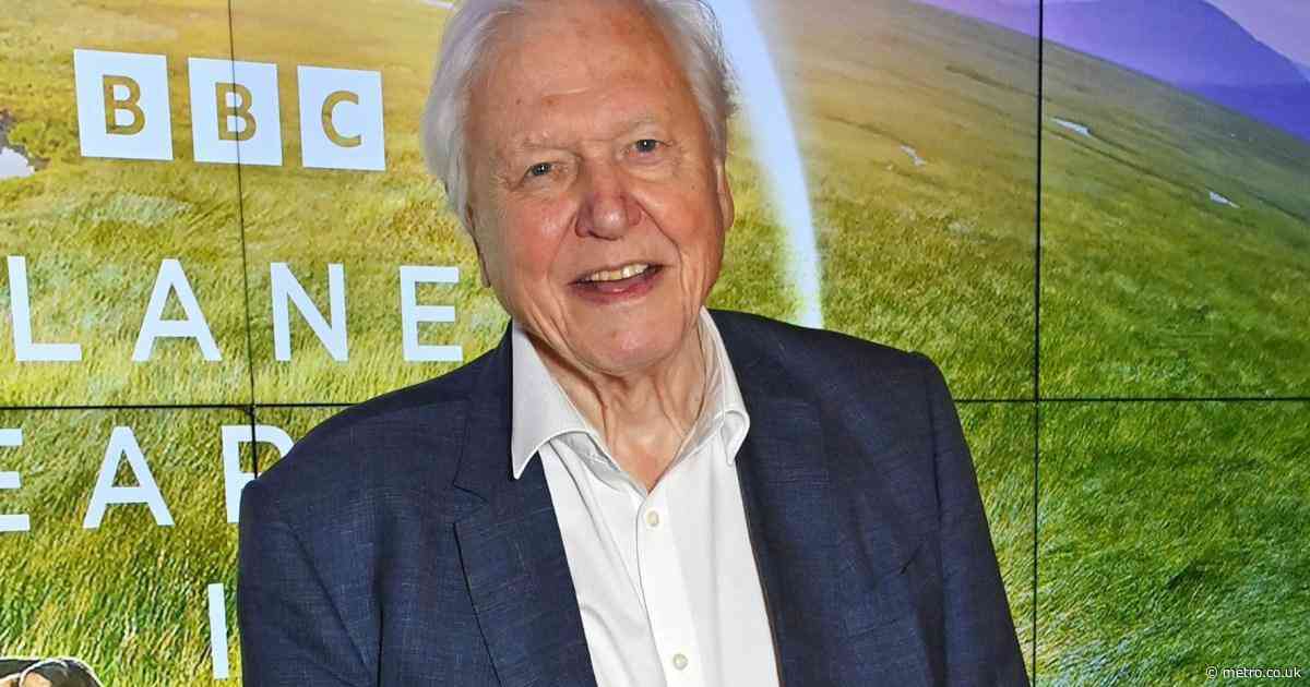Exciting news David Attenborough fans – his next TV series is ‘weeks away’
