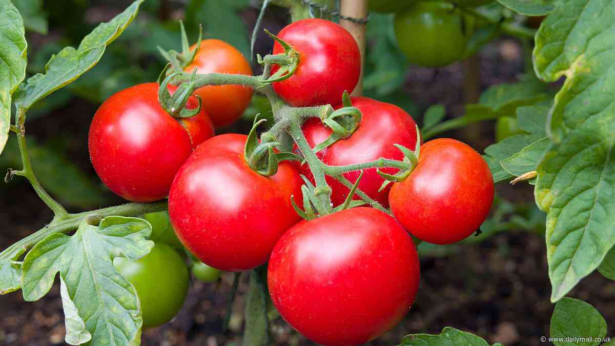 Urgent nationwide recall for tomatoes that could KILL or trigger severe infections