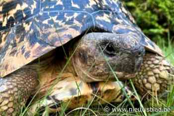 Schildpad Octaaf (19) is vermist: “Hij zal niet bijten”
