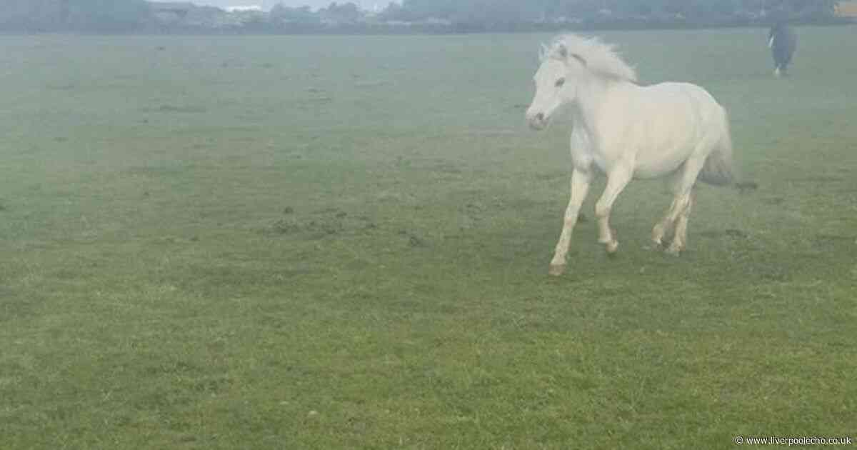 Riding school hits back at criticism after concerns over horse raised