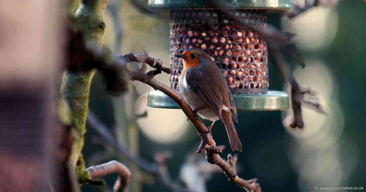 Gardeners urged to leave out this 88p breakfast item to attract robins
