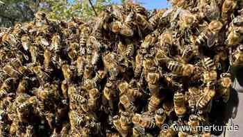 Gewaltiger Bienenschwarm löst an Italien-See Panik aus – Video zeigt, wie Insekten über Restaurant herfallen
