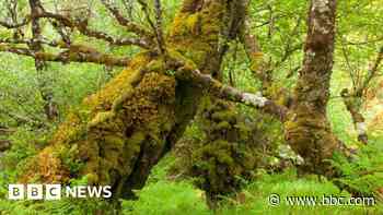 Rainforest garden to be created at Bristol Zoo
