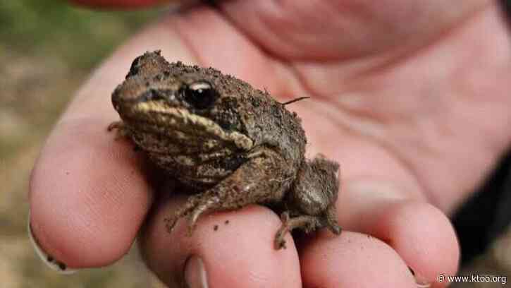 Lingít Word of the Week: Xíxch’ — Frog