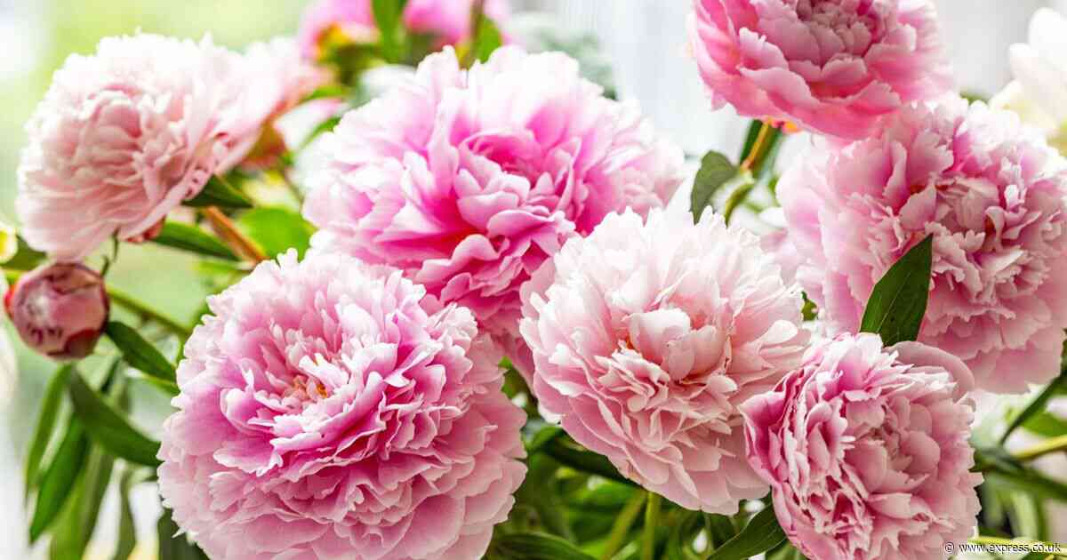 Peonies will keep looking their best for longer if kept in one specific place in your home