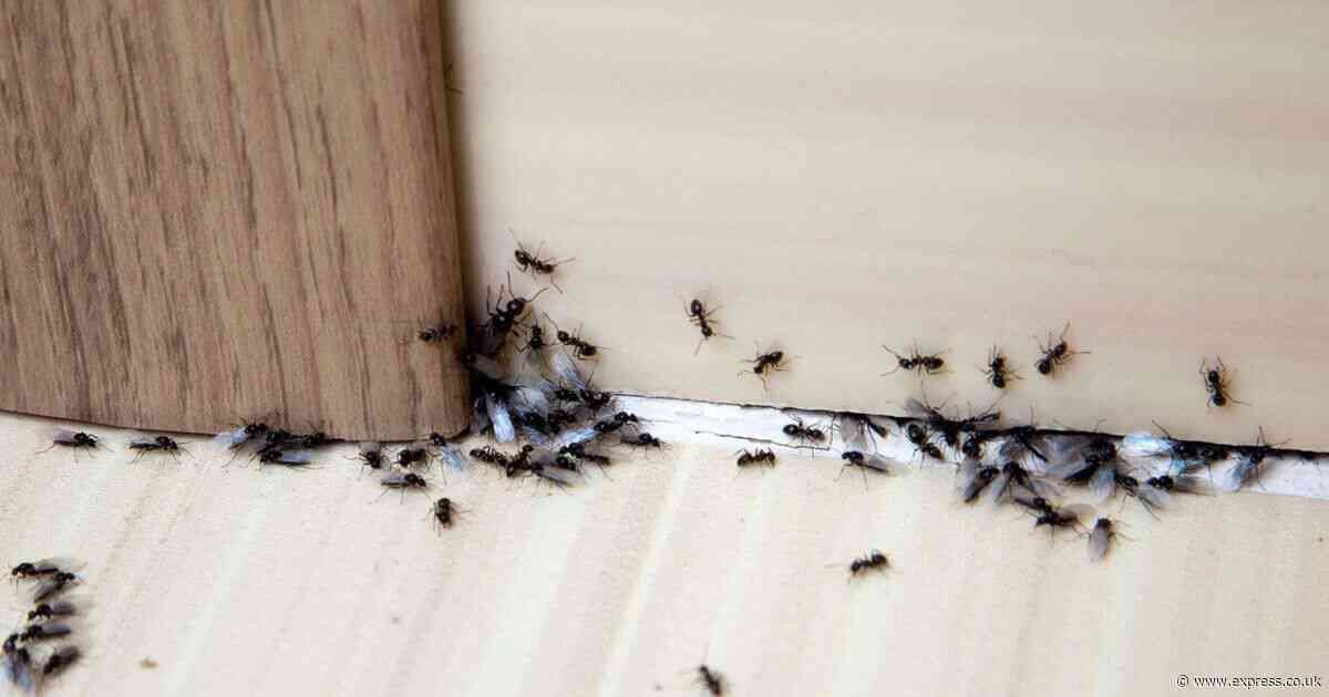 Ants will disappear if 1 'natural repellent' is sprayed around homes — not vinegar