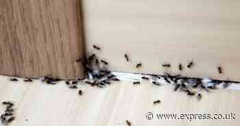 Ants will disappear if 1 'natural repellent' is sprayed around homes — not vinegar