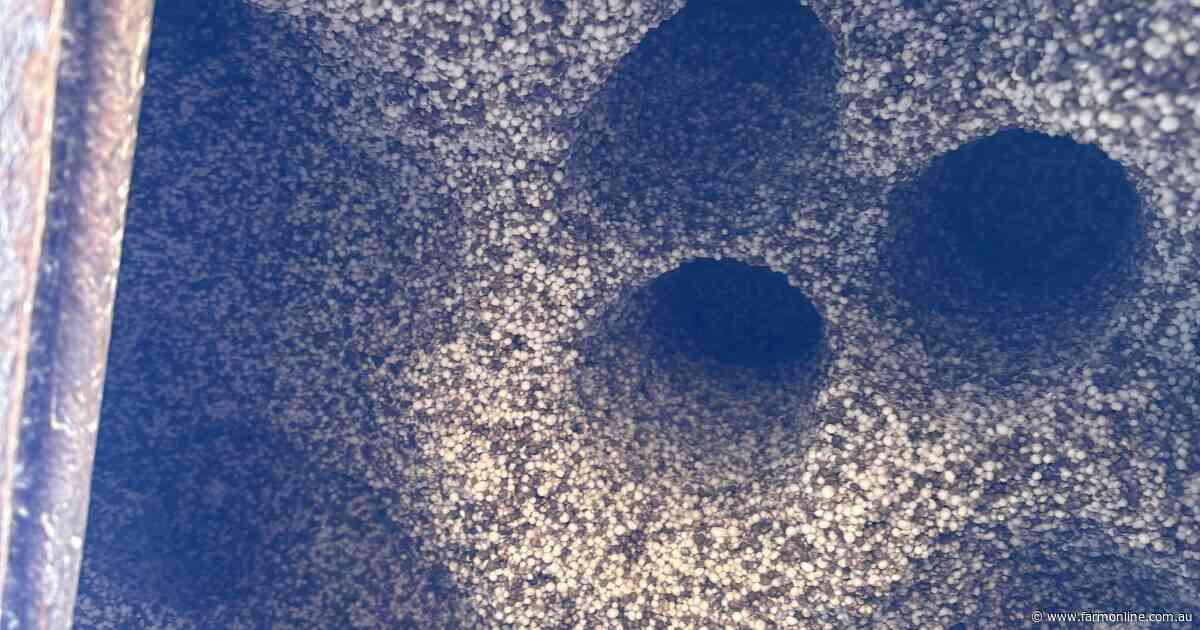 Fertiliser woes as rock hard P products cause out-turn issues at sowing