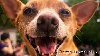 Adorable dog mauled in vicious attack as owners of the bloodthirsty animal flee the scene