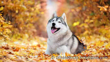 5 shocking truths about owning a Husky