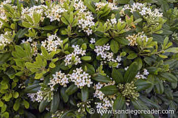 Japanese &lt;em&gt;Pittosporum&lt;/em&gt; mocks orange blossoms, rodent populations boom