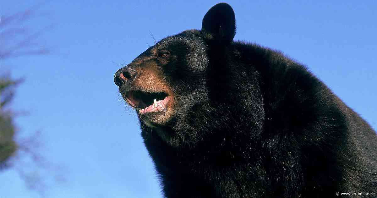USA: Schwarzbär tötet Mann und Hund im Süden von Florida