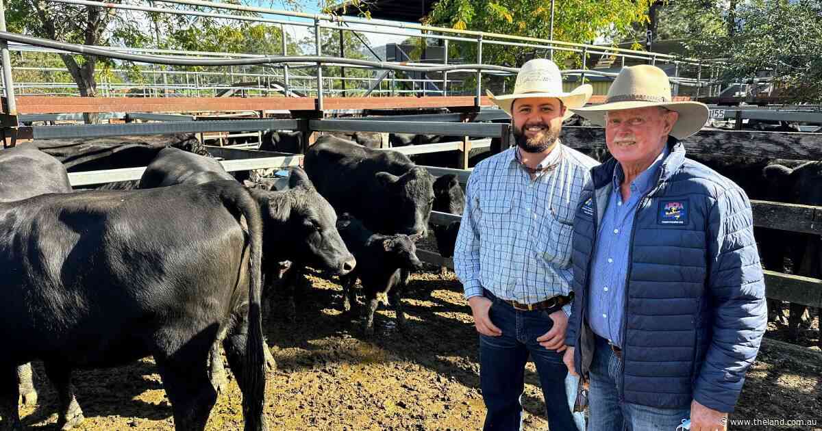 Heifers and calves reach $3000 at Gloucester female sale as yarding drops