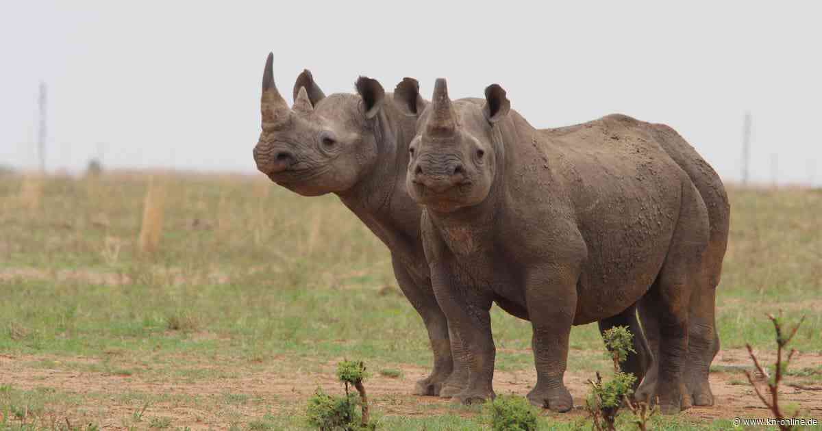 Südafrika: Nashorn-Wilderer töten mehr als 100 Tiere