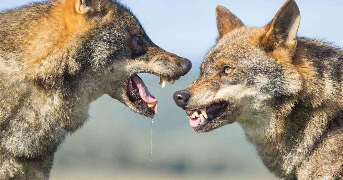 Schade door wolven stijgt explosief: miljoenen compensatie uitgekeerd aan boeren, dit jaar al 1718 schapen gedood