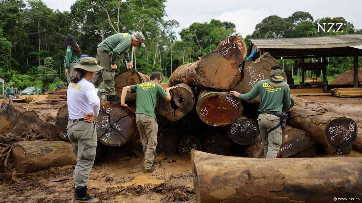 Wenn Trump die Zölle erhöht, gefährdet das den Regenwald in Brasilien