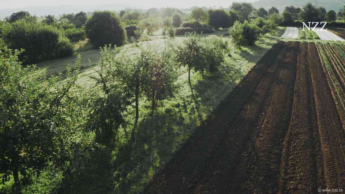 Getreide zwischen Apfelbäumen und Futterhecken für Kühe: Der sogenannte Agroforst macht Äcker klimaresistent – und soll sich sogar für Bauern lohnen