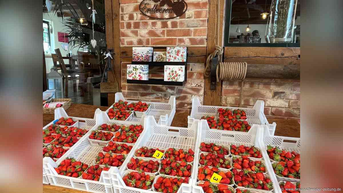 Machen die Eisheiligen die Erdbeeren im Kreis Peine kalt?