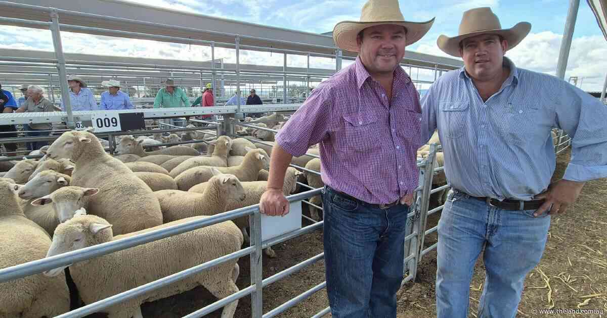 Werris Creek producers hit $305 with second-cross Poll Dorset lambs