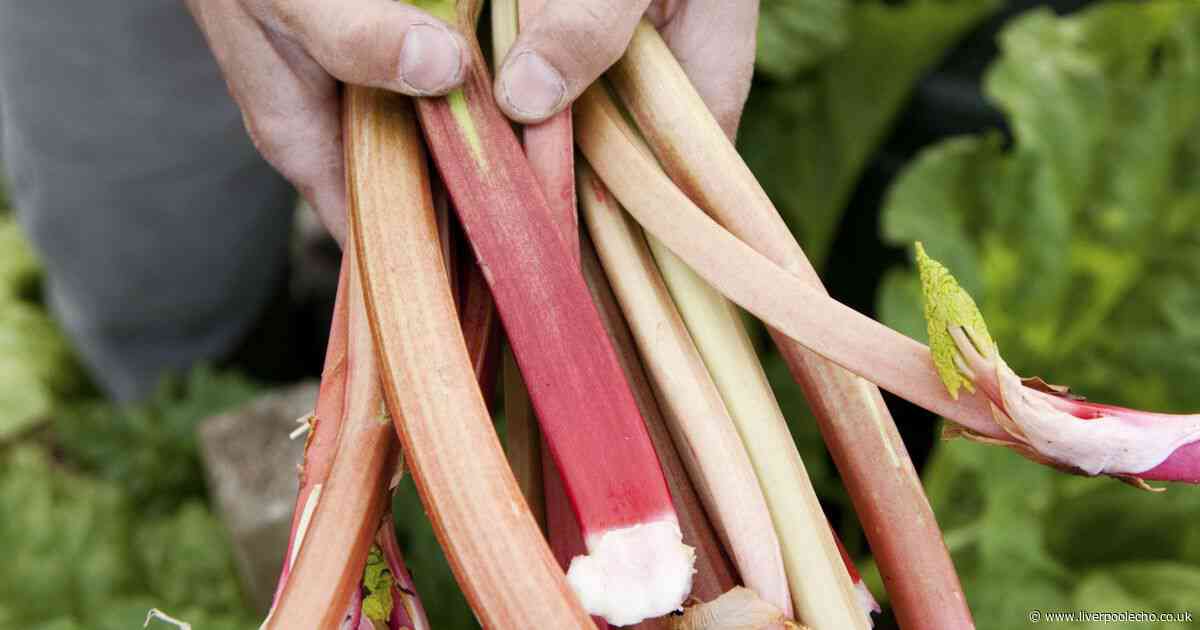 Warning to anyone growing rhubarb in their garden