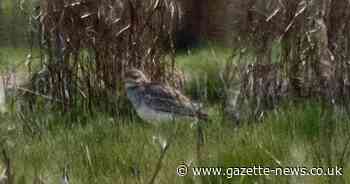 Rare bird that 'most people will never see in their lifetime' spotted in Essex