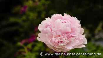 Ihre Pfingstrose zeigt keine Blüten? Die acht häufigsten Fehler