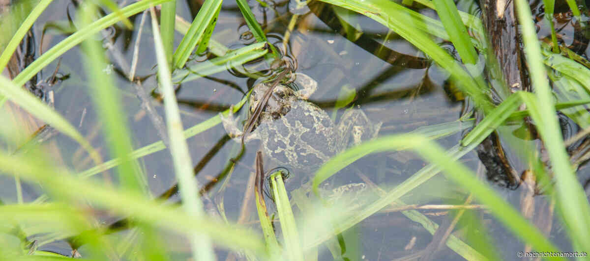 Abendspaziergang zum Kemmerner Knoblauchkrötenbiotop