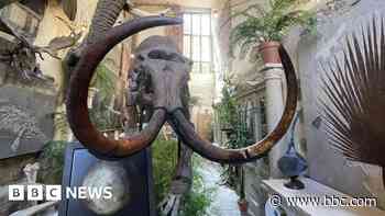 Prehistoric remains and taxidermy for sale from fire-hit stately home