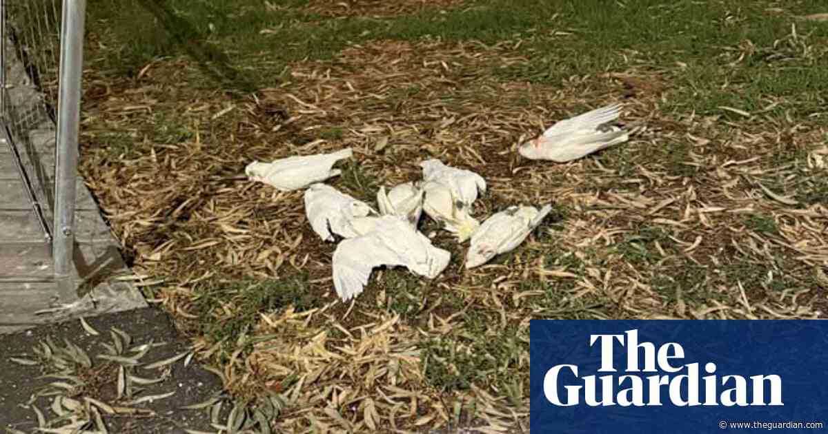 Hundreds of little corellas killed in suspected poisoning attack in regional Victorian city