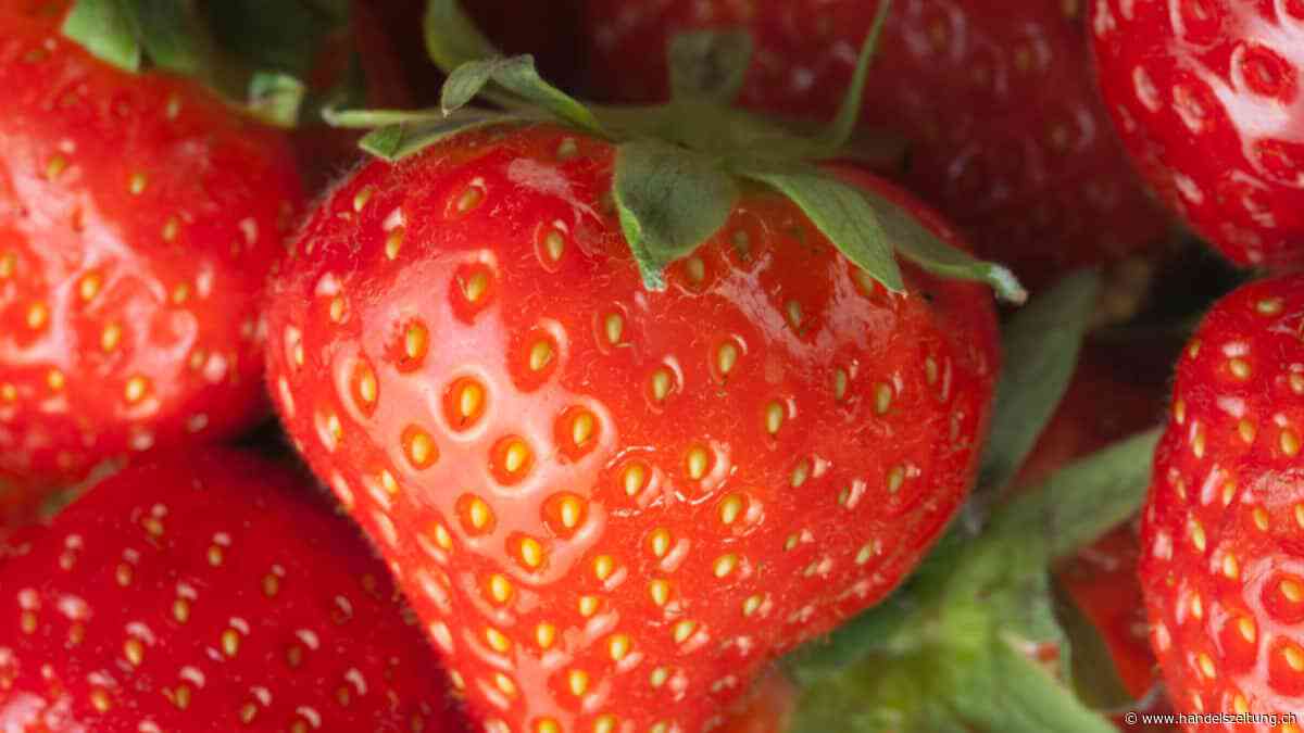 Schweizer Obstverband rechnet heuer mit guter Erdbeeren-Ernte