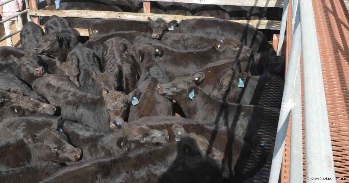 Northern buyers dominate Braidwood store sale as conditions dry out nearby