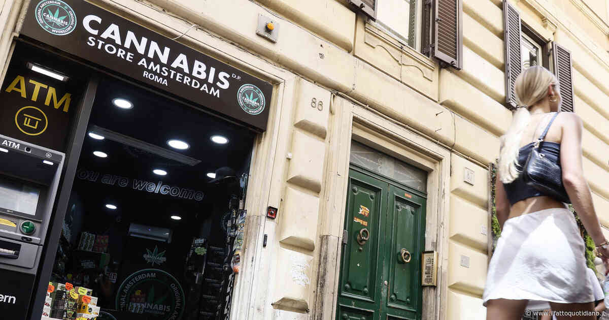 Canapa, il bando al fiore va disapplicato dai giudici: il governo non ha notificato all’Ue l’articolo 18 del decreto sicurezza