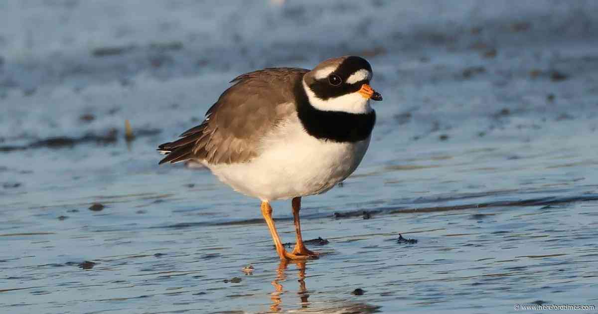 Red-list wading bird spotted at gravel pit