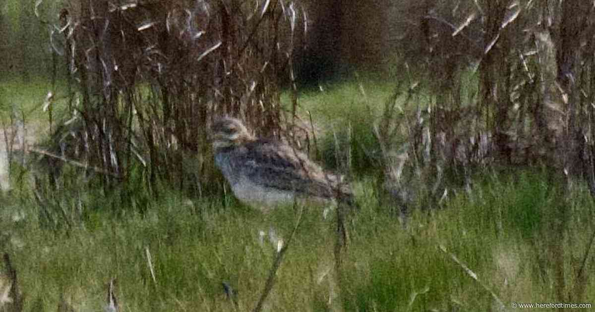 Rare bird that 'most people will never see in their lifetime' spotted