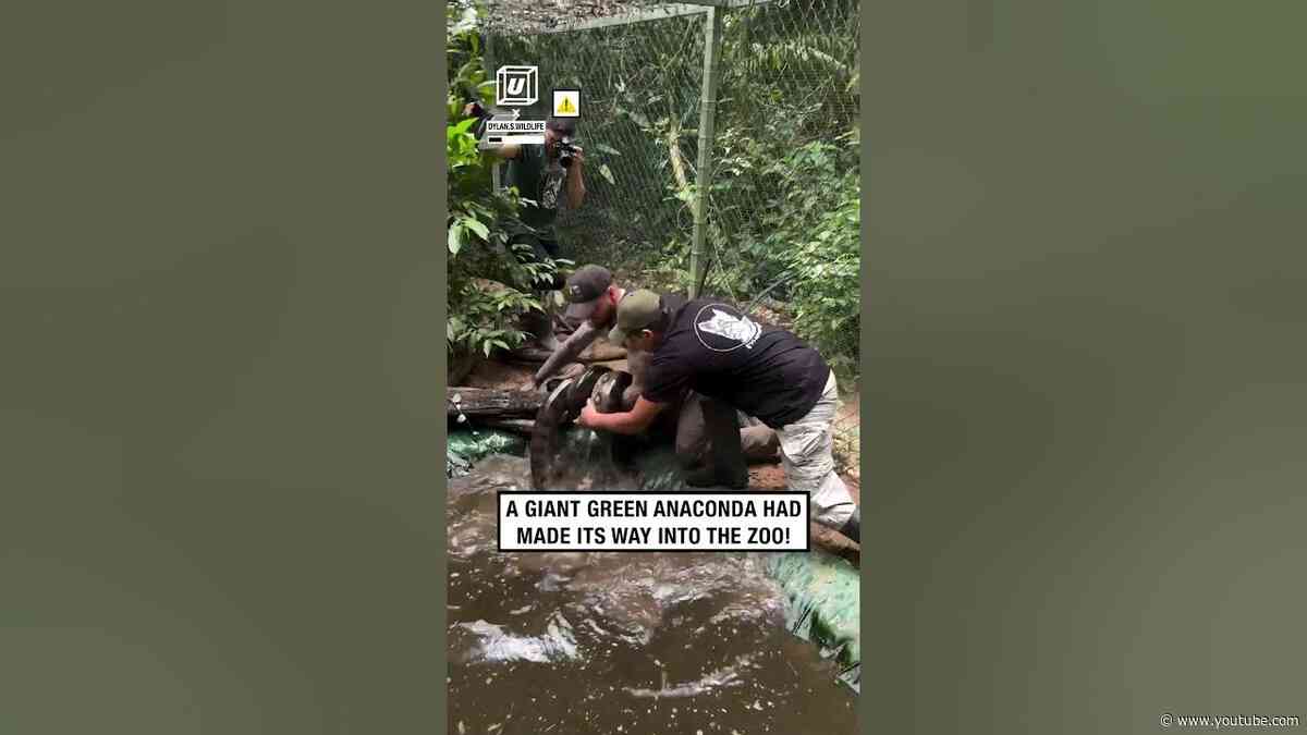 Giant green anaconda rescued from zoo 😲🐍                      🎥: Instagram / dylan.s.wildlife