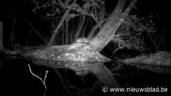 Schattig: otter duikt op in natuurgebied in Willebroek