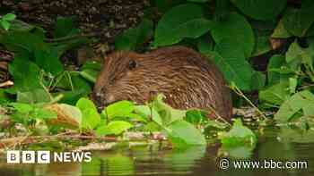 Video shows 'very chill' wild beaver after 400-year absence