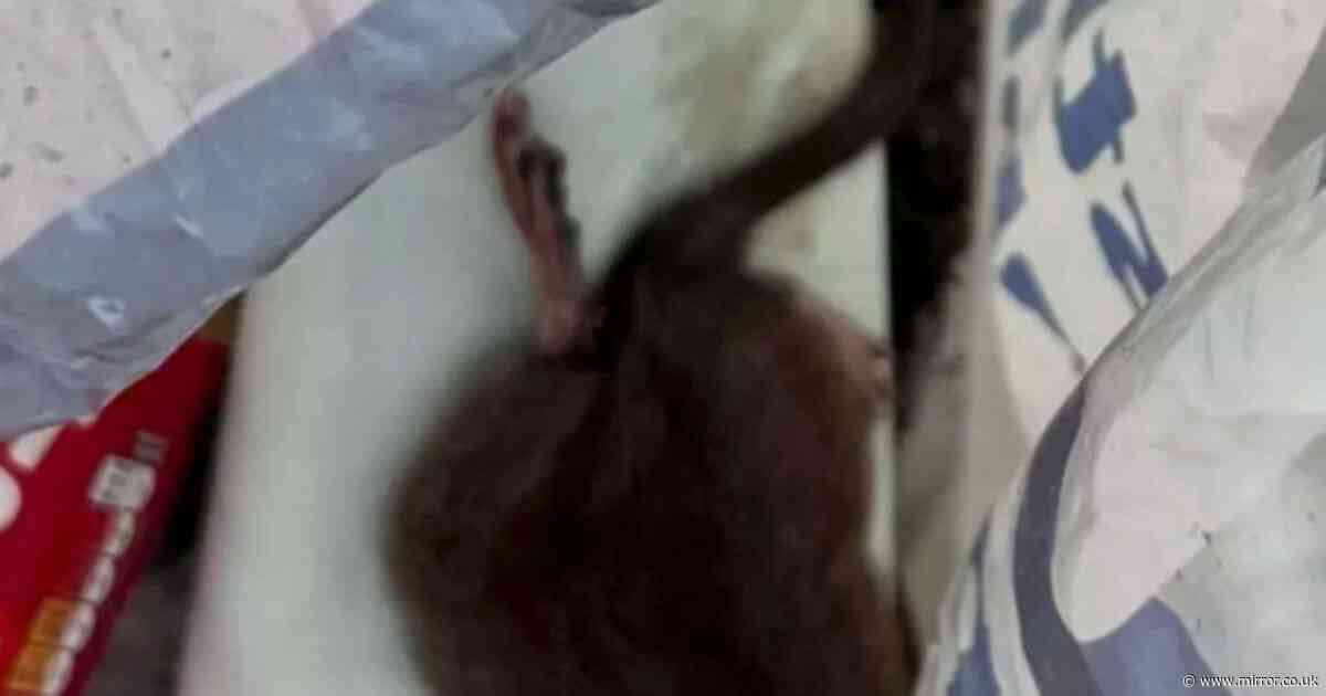 'I can't let my kids outside to play because our home has been overrun with rats'